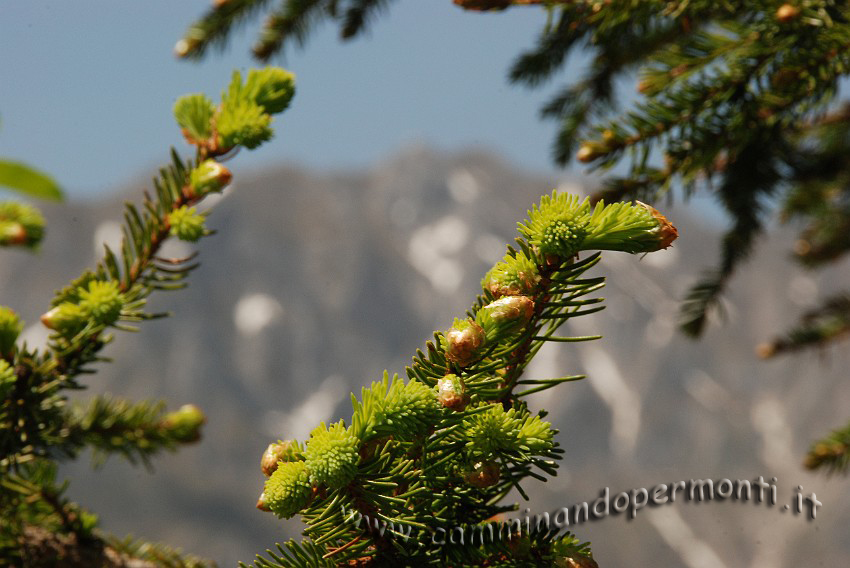 23 Sentiero Rifugio Capanna 2000.JPG